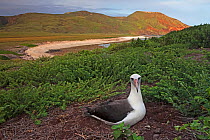 Laysan Albatross (Phoebastria immutabilis) on nest, Clarion Island, Revillagigedo Archipelago Biosphere Reserve / Archipielago de Revillagigedo UNESCO Natural World Heritage Site (Socorro Islands), Pa...