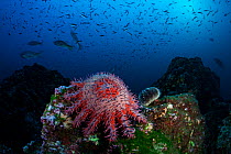 Crown-of-thorns Seastar (Acanthaster planci) San Benedicto Island, Revillagigedo Archipelago Biosphere Reserve / Archipielago de Revillagigedo UNESCO Natural World Heritage Site (Socorro Islands), Pac...