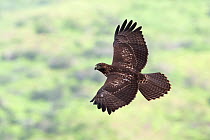 Socorro Red-tailed Hawk (Buteo jamaicensis socorroensis) flying, Socorro Island, Revillagigedo Archipelago Biosphere Reserve / Archipielago de Revillagigedo UNESCO Natural World Heritage Site (Socorro...
