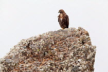 Socorro Red-tailed Hawk (Buteo jamaicensis socorroensis), Socorro Island, Revillagigedo Archipelago Biosphere Reserve / Archipielago de Revillagigedo UNESCO Natural World Heritage Site (Socorro Island...