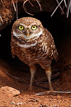 Clarion Burrowing Owl (Athene cunicularia rostrata) at burrow entrance, Clarion Island, Revillagigedo Archipelago Biosphere Reserve / Archipielago de Revillagigedo UNESCO Natural World Heritage Site (...