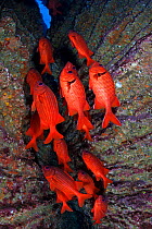 Blotcheye / Bigscale Soldierfish (Myripristis berndti), San Benedicto Island, Revillagigedo Archipelago Biosphere Reserve / Archipielago de Revillagigedo UNESCO Natural World Heritage Site (Socorro Is...