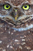 Clarion Burrowing Owl (Athene cunicularia rostrata), Clarion Island, Revillagigedo Archipelago Biosphere Reserve / Archipielago de Revillagigedo UNESCO Natural World Heritage Site (Socorro Islands), P...