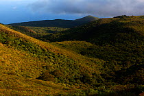 Well conserved vegetation near the summit, Socorro Island, Revillagigedo Archipelago Biosphere Reserve / Archipielago de Revillagigedo UNESCO Natural World Heritage Site (Socorro Islands), Pacific Oce...
