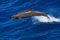 Common Bottlenose Dolphin (Tursiops truncatus), San Benedicto Island, Revillagigedo Archipelago Biosphere Reserve / Archipielago de Revillagigedo UNESCO Natural World Heritage Site (Socorro Islands),...