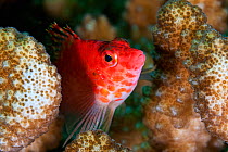 Coral Hawkfish (Cirrhitichthys oxycephalus), Socorro Island, Revillagigedo Archipelago Biosphere Reserve / Archipielago de Revillagigedo UNESCO Natural World Heritage Site (Socorro Islands), Pacific O...