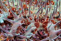Crown-of-thorns Seastar (Acanthaster planci) detail, Socorro Island, Revillagigedo Archipelago Biosphere Reserve / Archipielago de Revillagigedo UNESCO Natural World Heritage Site (Socorro Islands), P...