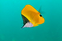 Big Long-nosed Butterflyfish (Forcipiger flavissimus), Socorro Island, Revillagigedo Archipelago Biosphere Reserve / Archipielago de Revillagigedo UNESCO Natural World Heritage Site (Socorro Islands),...
