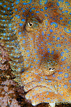 Tropical Flounder (Bothus mancus), Socorro Island, Revillagigedo Archipelago Biosphere Reserve / Archipielago de Revillagigedo UNESCO Natural World Heritage Site (Socorro Islands), Pacific Ocean, West...