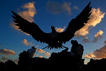 Great Frigatebird (Fregata minor) departing from nest, San Benedicto Island, Revillagigedo Archipelago Biosphere Reserve / Archipielago de Revillagigedo UNESCO Natural World Heritage Site (Socorro Isl...