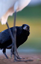 Clarion Raven (Corvus corax clarionensis) investigating Great Egret (Egretta alba), Clarion Island, Revillagigedo Archipelago Biosphere Reserve / Archipielago de Revillagigedo UNESCO Natural World Her...