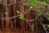Fig trees (Ficus cotinifolia), Socorro Island, Revillagigedo Archipelago Biosphere Reserve / Archipielago de Revillagigedo UNESCO Natural World Heritage Site (Socorro Islands), Pacific Ocean, Western...