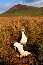 Laysan Albatross (Phoebastria immutabilis) in nest, IUCN redlist Near Threatened, Clarion Island, Revillagigedo Archipelago Biosphere Reserve / Archipielago de Revillagigedo UNESCO Natural World Herit...