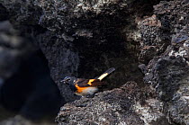 American redstart (Setophaga ruticilla), migrant, San Benedicto Island, Revillagigedo Archipelago Biosphere Reserve / Archipielago de Revillagigedo UNESCO Natural World Heritage Site (Socorro Islands)...
