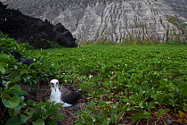 Laysan Albatross (Phoebastria immutabilis) in nest, IUCN redlist Near Threatened, San Benedicto Island, Revillagigedo Archipelago Biosphere Reserve / Archipielago de Revillagigedo UNESCO Natural World...