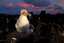 Great Frigatebird (Fregata minor) chick, San Benedicto Island, Revillagigedo Archipelago Biosphere Reserve / Archipielago de Revillagigedo UNESCO Natural World Heritage Site (Socorro Islands), Pacific...