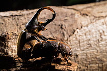 Hercules beetle (Dynastes hercules), male and female mating,  captive