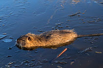 Coypu (Myocastor coypus) swimming in a partially frozen lake,  Lower Saxony, Germany, December.