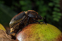 Hercules beetle (Dynastes hercules), female feeding on fruit, captive