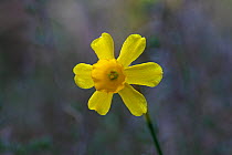 Common jonquil (Narcissus jonquilla) in woodland clearing near Domaine la Vallonge, France, February 2016. Non-ex.