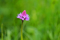 Pink globe orchid (Traunsteinera globosa) Vallon de Combeau Vercors, Regional Natural Park, Vercors, France, June 2016. Non-ex.