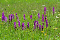 Southern early purple orchid (Orchis olbiensis) in wild flower meadow, Vallon de Combeau, Vercors Regional Natural Park, Vercors, France, June 2016. Non-ex.