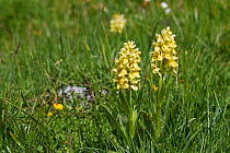 Elder-flowered orchid (Dactylorhiza sambucina) in alpine meadow, Plateau de Buerre, Vercors Regional Natural Park, Vercors, France, 2016. Non-ex.