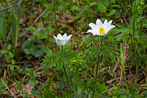 Alpine pasque flower (Pulsatilla alpina) Haut Plateau Reserve, Vercors Regional Natural Park, Vercors, France, June 2016. Non-ex.
