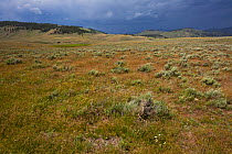 Approaching rain over  grassland near Blacktail Deer Creek, beside the Grand Loop Road, Yellowstone National Park, Wyoming, USA, June 2015.