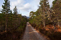 Ancient Scots pines (Pinus sylvestris) beside the Kintail Way long distance footpath. Glen Affric National Nature Reserve, Highlands, Scotland, April 2015.