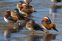 Mandarin duck (Aix galericulata) males and females on ice, Eyeworth Pond, New Forest National Park, Hampshire, England, UK, February 2016.