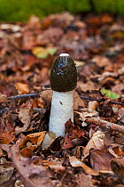 Stinkhorn fungus (Phallus impudicus) in leaf litter, Anderwood Inclosure, New Forest National Park, Hampshire, England, UK. October 2014.
