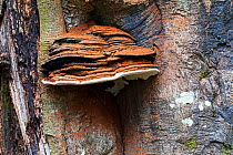 Southern bracket (Ganoderma australe) growing on Beech (Fagus sylvatica) Anderwood Inclosure, New Forest National Park, Hampshire, England, UK. October 2014.