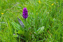 Broad-leaved marsh orchid (Dactylorhiza majalis) in grassland near the Col du Prayer Vercors Regional Natural Park Vercors France June 2016