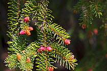European silver fir (Abies alba) female flowers, Haut Plateau Reserve, Vercors Regional Natural Park, Vercors, France, June 2016.