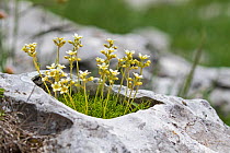 White musky saxifrage (Saxifraga exarata) growing in a hole in limestone rock, Font d'Urle Vercors Regional Natural Park, Vercors, France, June 2016.