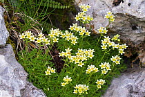 White musky saxifrage (Saxifraga exarata) growing in a hole in limestone rock, Font d'Urle Vercors Regional Natural Park, Vercors France June 2016
