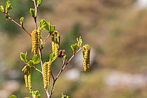 Green alder (Alnus alnobetula subsp. suaveolens) catkins Restonica Valley, Corsica, France, May 2016.