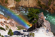 Rainbow in the Grand Canyon of the Yellowstone River. Yellowstone National Park, Wyoming, USA. June 2015.
