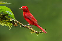 Summer tanager (Piranga rubra) adult male, perched on branch in Lowland Rainforest,  Costa Rica.