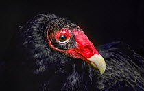 Turkey vulture (Cathartes aura) captive, occurs in North America.