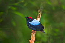 Blue-backed manakin (Chiroxiphia pareola atlantica) adult male on lekking branch in dense rainforest. Tobago
