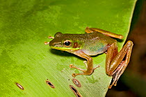Dusky-footed torrent frog (Meristosenys ophocnemis) Tasek Merimbun, Brunei