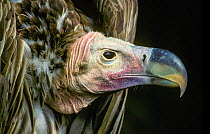 Lappet-faced vulture (Torgos tracheliotus) portrait, captive occurs in Africa. Small repro only.