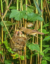 Reed warbler (Acrocephalus scirpaceus) adults at nest in reedbed,  feeding young, Surrey, England, UK.