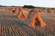 Traditional thatching stooks / wheatsheaf drying in field, Wiltshire, UK  August.