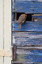 Robin (Erithacus rubecula) with caterpillar entering nest in garden shed, Wiltshire, UK, May.