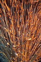 Traditional thatching wheat stooks / wheatsheaf drying, Wiltshire, UK  August.