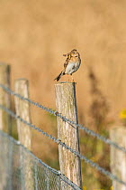 Skylark (Alauda arvensis) on fence separating cereal crop from rough grassland managed for wildlife. Kent. July