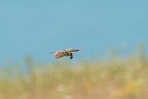 Skylark (Alauda arvensis) flying down to nest, Kent. July